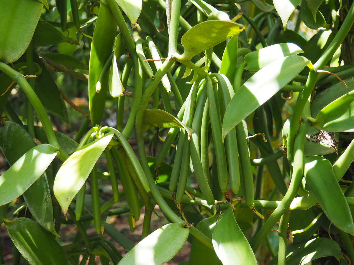 Vanille, ganze Schoten, in handgestempelten Tüten – Kaffee Mulembe Vanille, ganze Schoten, in handgestempelten Tüten – Kaffee Mulembe