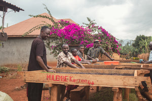 Kaffeeproduzierende am Masaba ind Uganda