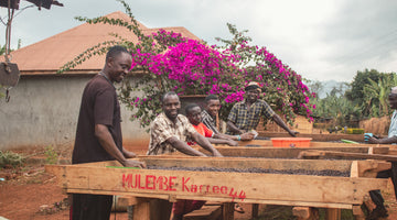 Kaffeeproduzierende am Masaba ind Uganda
