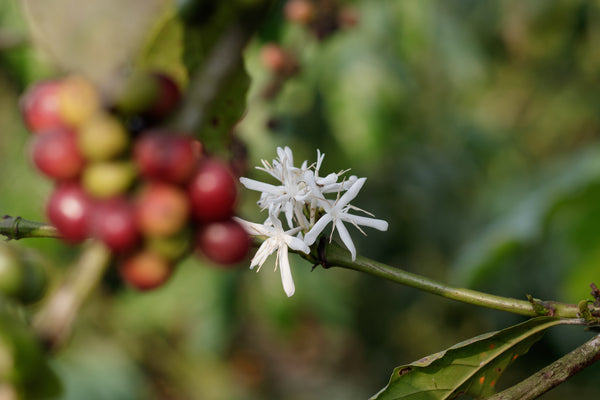 Milde Röstung (Kaffee)