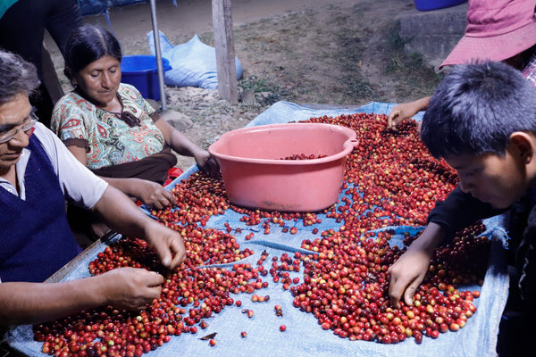 Direct Trade Christmas Coffee Box - 4 Female Importers, 4 Origins