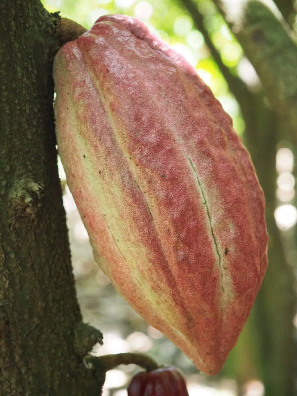 Mulembe Kakao, ganze Bohne karamellisiert, in handgestempelten 50g-Tüten